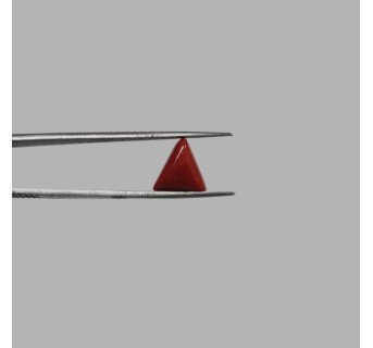 Italian Red Coral 5.76 ct.