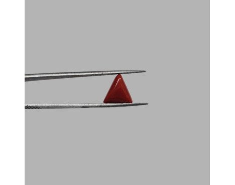 Italian Red Coral 4.89 ct.@1300 per. ct.(Luxury)