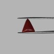 Italian Red Coral 5.57 ct.@1300 per. ct.(Luxury)