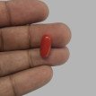 Red Coral 4.92ct.@700 per. ct.(Premium)
