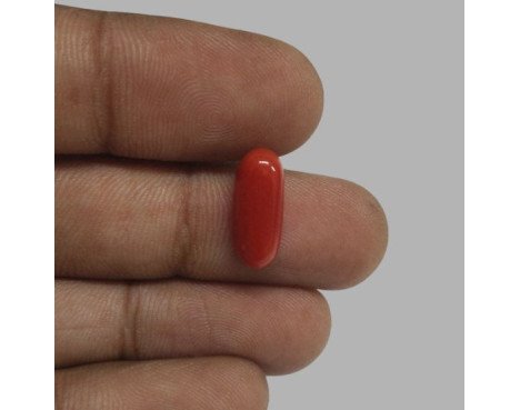 Italian Red Coral 5.17 ct.@700 per. ct.(Premium)