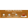 4 Mukhi Rudraksha