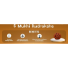 5 Mukhi Rudraksha