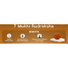 7 Mukhi Rudraksha