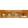 8 Mukhi Rudraksha