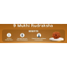 9 Mukhi Rudraksha