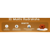 11 Mukhi Rudraksha
