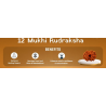 12 Mukhi Rudraksha