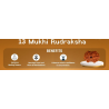 13 Mukhi Rudraksha